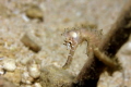   handsome seahorse  